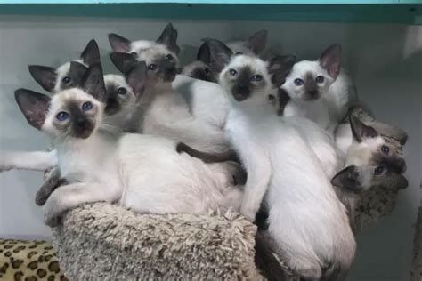 siamese breeders texas